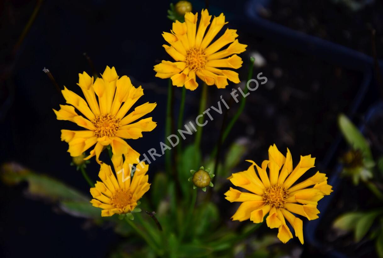 Krásnoočko velkokvěté 'Jethro Tull' - Coreopsis grandiflora 'Jethro Tull'