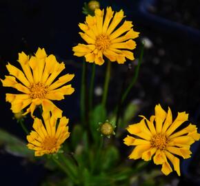 Krásnoočko velkokvěté 'Jethro Tull' - Coreopsis grandiflora 'Jethro Tull'