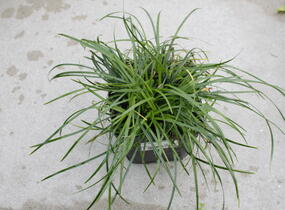 Sedoulek 'Crispum' - Ophiopogon chingii 'Crispum'