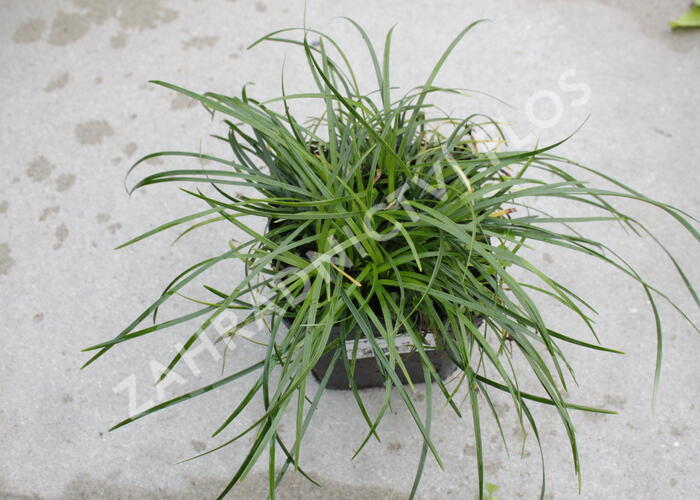 Sedoulek 'Crispum' - Ophiopogon chingii 'Crispum'