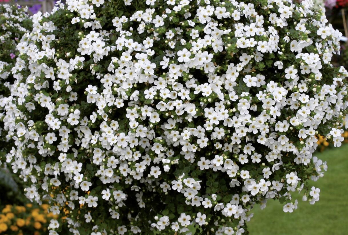 Bakopa 'Snowlake Imp.' - Sutera diffusus 'Snowlake Imp.'