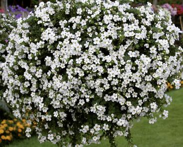 Bakopa 'Snowlake Imp.'