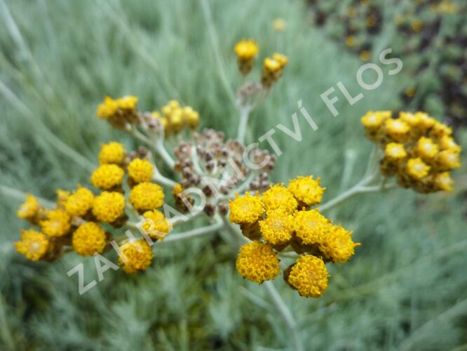 Smil 'Icicles' - Helichrysum stoechas 'Icicles'
