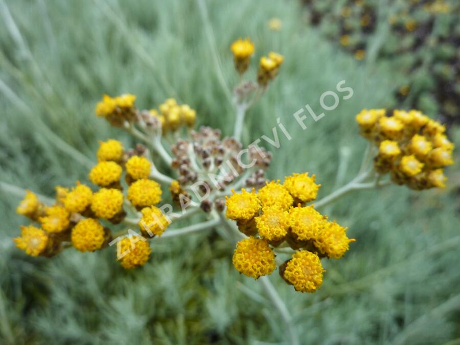 Smil 'Icicles' - Helichrysum stoechas 'Icicles'