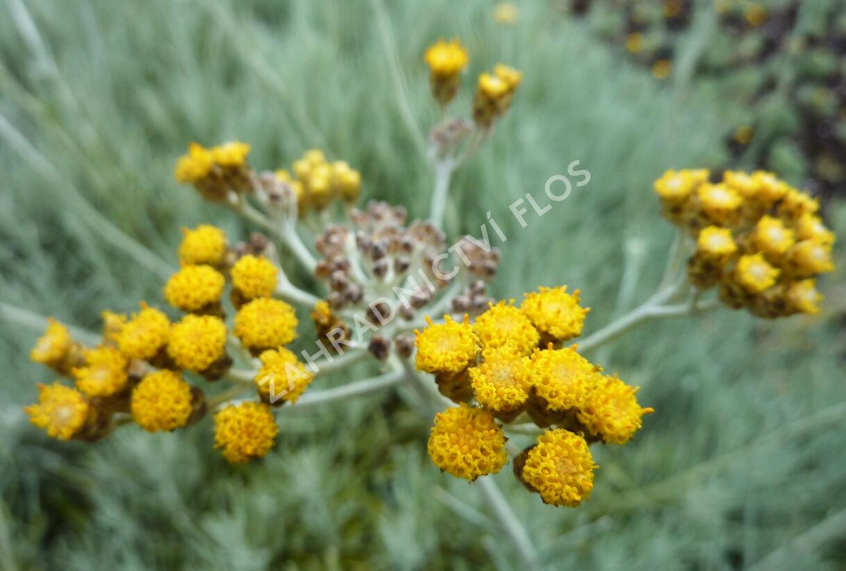 Smil 'Icicles' - Helichrysum stoechas 'Icicles'