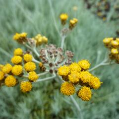 Smil 'Icicles' - Helichrysum stoechas 'Icicles'