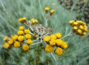 Smil 'Icicles' - Helichrysum stoechas 'Icicles'