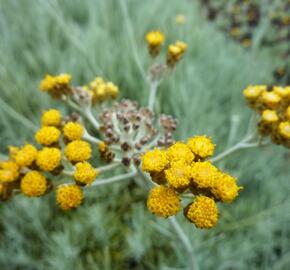 Smil 'Icicles' - Helichrysum stoechas 'Icicles'