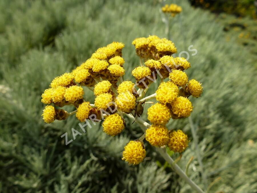 Smil 'Icicles' - Helichrysum stoechas 'Icicles'