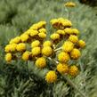 Smil 'Icicles' - Helichrysum stoechas 'Icicles'