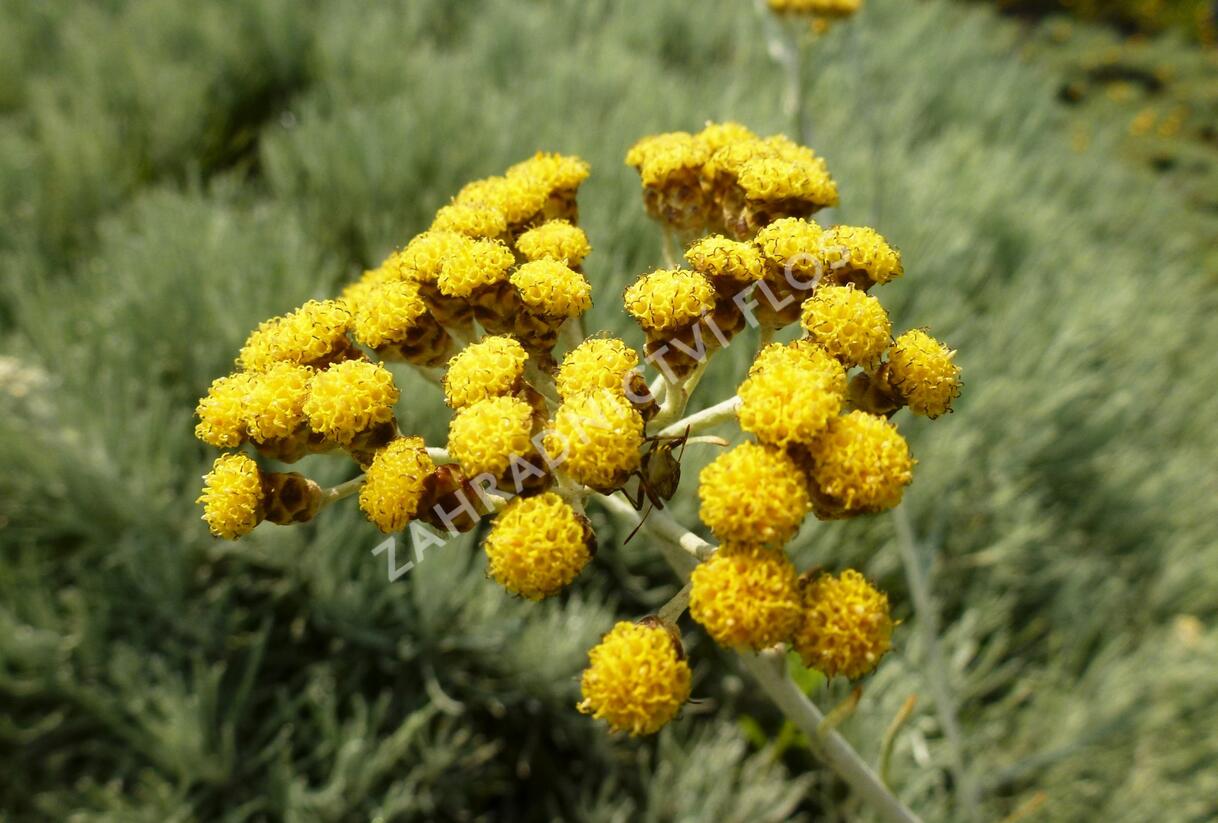 Smil 'Icicles' - Helichrysum stoechas 'Icicles'