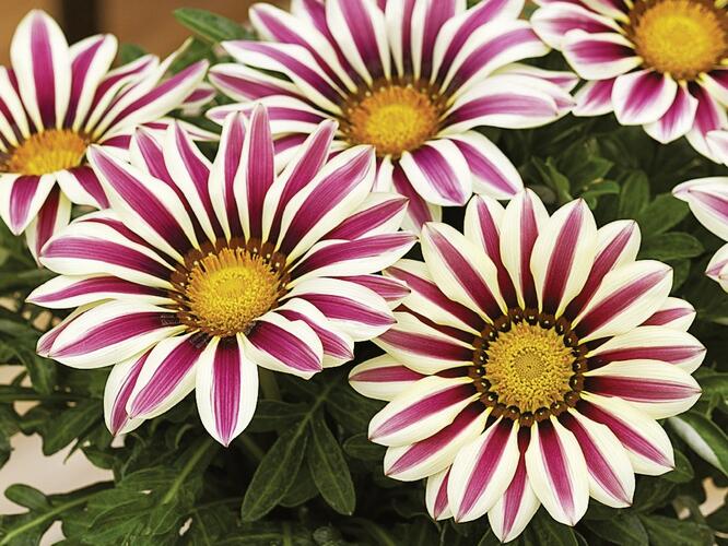 Gazánie zářivá 'Impressa White Flame' - Gazania rigens 'Impressa White Flame'