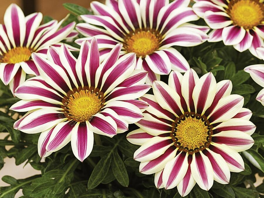 Gazánie zářivá 'Impressa White Flame' - Gazania rigens 'Impressa White Flame'