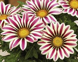 Gazánie zářivá 'Impressa White Flame'