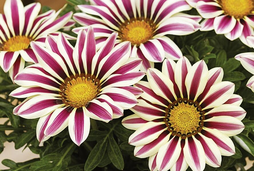 Gazánie zářivá 'Impressa White Flame' - Gazania rigens 'Impressa White Flame'