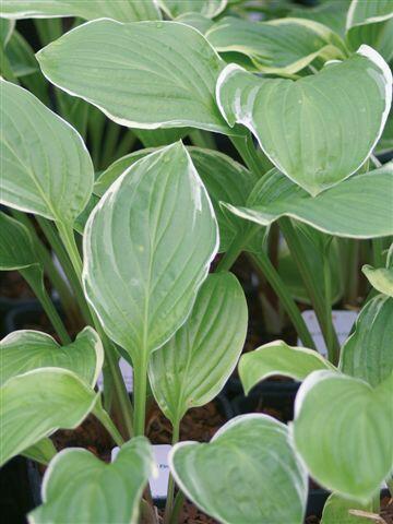 Bohyška 'Fragrant Fire' - Hosta 'Fragrant Fire'