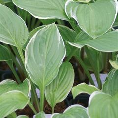 Bohyška 'Fragrant Fire' - Hosta 'Fragrant Fire'