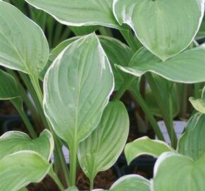 Bohyška 'Fragrant Fire' - Hosta 'Fragrant Fire'