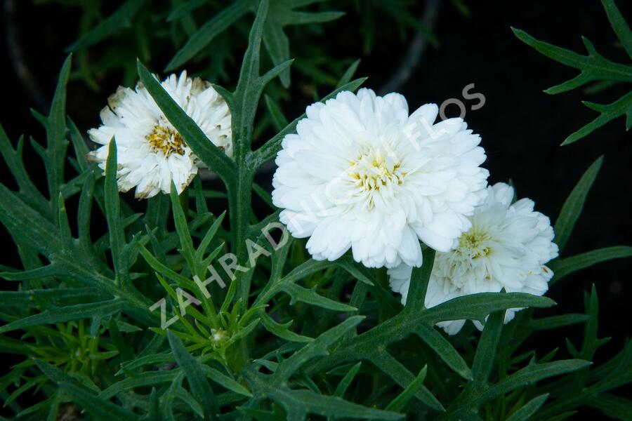 Kopretina pařížská 'Aramis Double White' - Argyranthemum frutescens 'Aramis Double White'