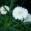 Kopretina pařížská 'Aramis Double White' - Argyranthemum frutescens 'Aramis Double White'