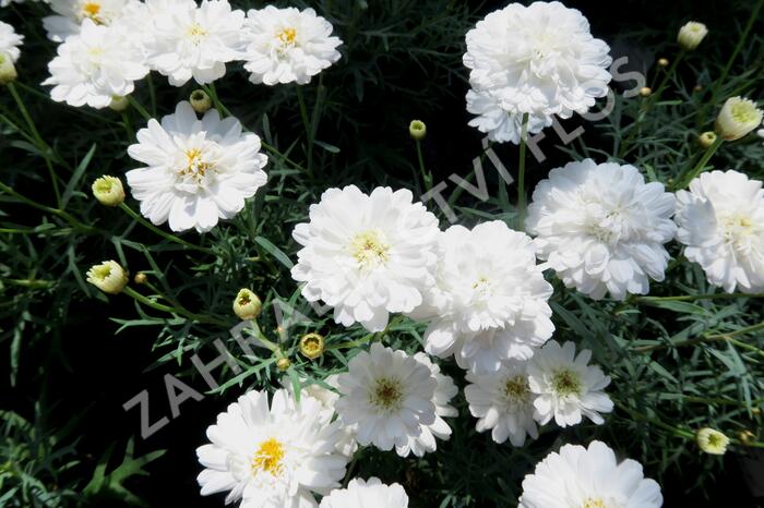 Kopretina pařížská 'Aramis Double White' - Argyranthemum frutescens 'Aramis Double White'