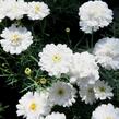 Kopretina pařížská 'Aramis Double White' - Argyranthemum frutescens 'Aramis Double White'