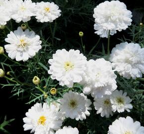 Kopretina pařížská 'Aramis Double White' - Argyranthemum frutescens 'Aramis Double White'