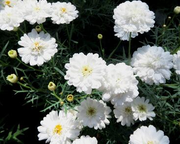 Kopretina pařížská 'Aramis Double White'