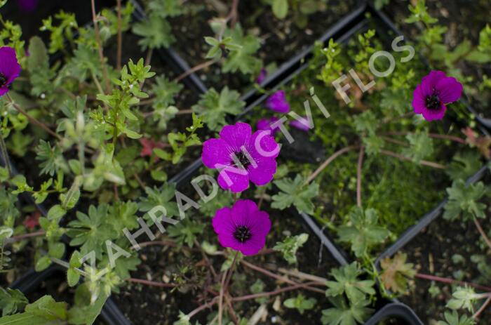 Kakost sivý 'Violacea' - Geranium cinereum 'Violacea'