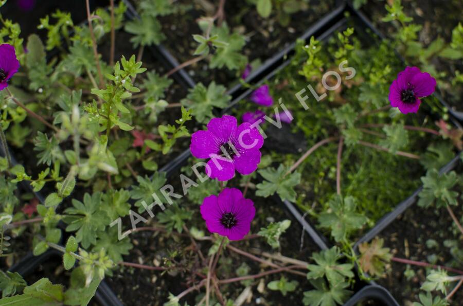 Kakost sivý 'Violacea' - Geranium cinereum 'Violacea'