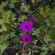 Kakost sivý 'Violacea' - Geranium cinereum 'Violacea'