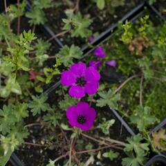 Kakost sivý 'Violacea' - Geranium cinereum 'Violacea'