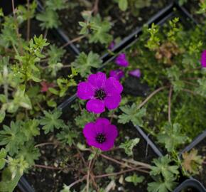 Kakost sivý 'Violacea' - Geranium cinereum 'Violacea'