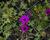 Kakost sivý 'Violacea'