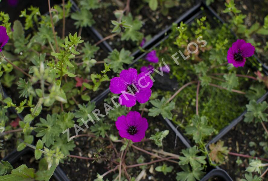 Kakost sivý 'Violacea' - Geranium cinereum 'Violacea'