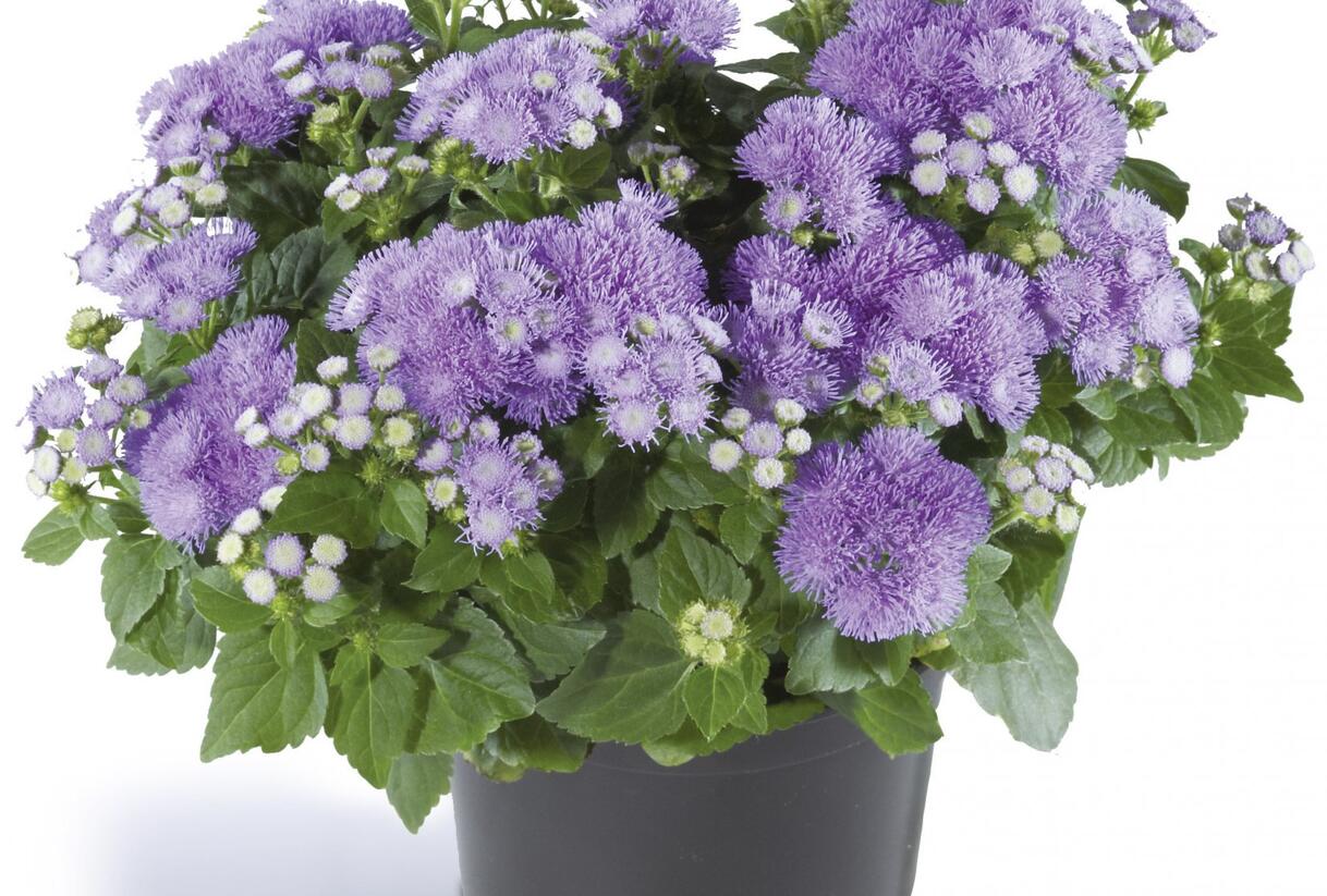 Nestařec americký 'Ariella Blue' - Ageratum houstonianum 'Ariella Blue'