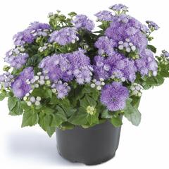 Nestařec americký 'Ariella Blue' - Ageratum houstonianum 'Ariella Blue'