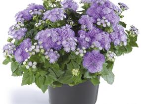 Nestařec americký 'Ariella Blue' - Ageratum houstonianum 'Ariella Blue'