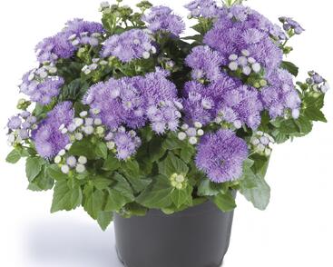 Nestařec americký 'Ariella Blue'