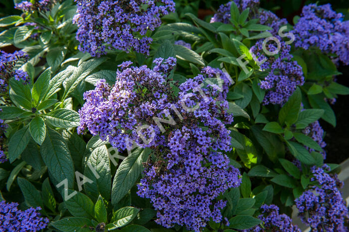 Otočník stromovitý 'Nautilus Blue' - Heliotropium arborescens 'Nautilus Blue'