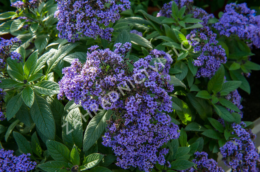 Otočník stromovitý 'Nautilus Blue' - Heliotropium arborescens 'Nautilus Blue'