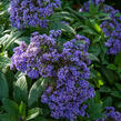 Otočník stromovitý 'Nautilus Blue' - Heliotropium arborescens 'Nautilus Blue'