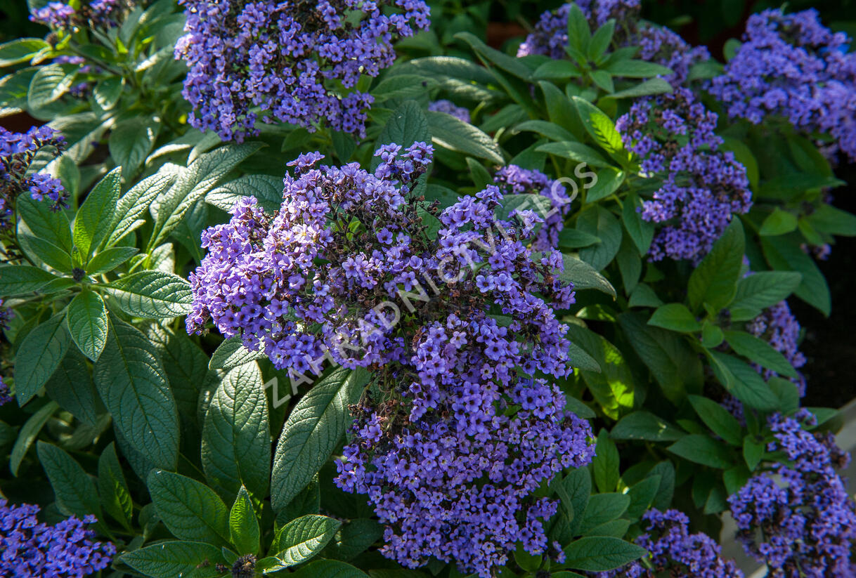 Otočník stromovitý 'Nautilus Blue' - Heliotropium arborescens 'Nautilus Blue'