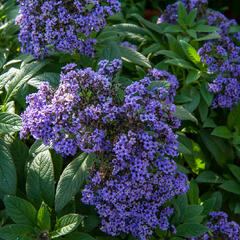 Otočník stromovitý 'Nautilus Blue' - Heliotropium arborescens 'Nautilus Blue'