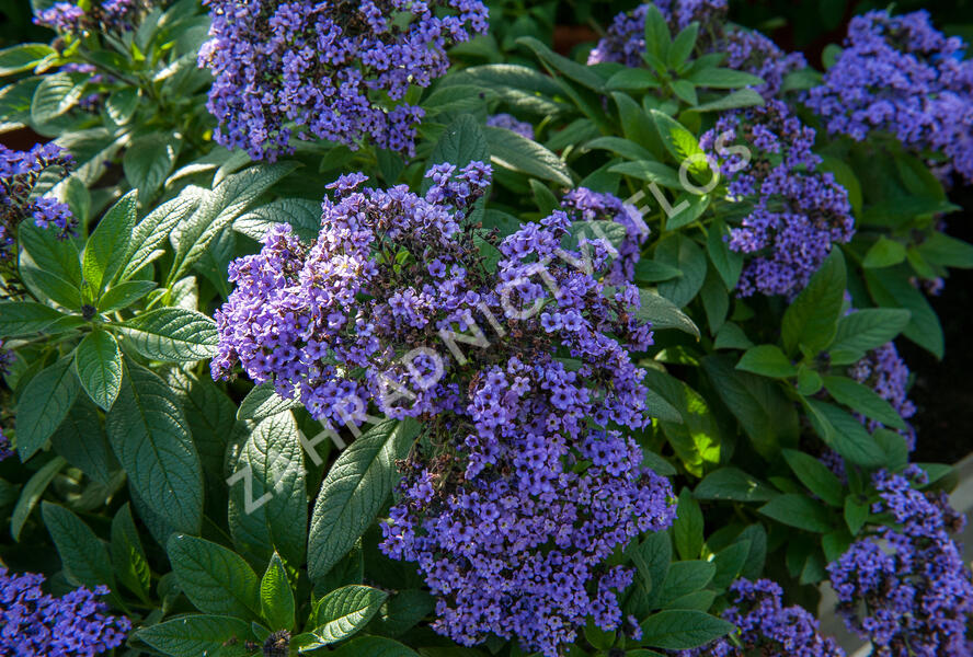 Otočník stromovitý 'Nautilus Blue' - Heliotropium arborescens 'Nautilus Blue'