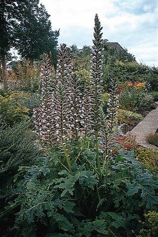 Paznehtník měkký 'Alba' - Acanthus mollis 'Alba'