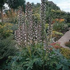 Paznehtník měkký 'Alba' - Acanthus mollis 'Alba'