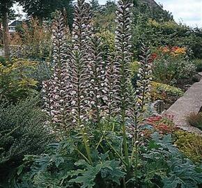 Paznehtník měkký 'Alba' - Acanthus mollis 'Alba'