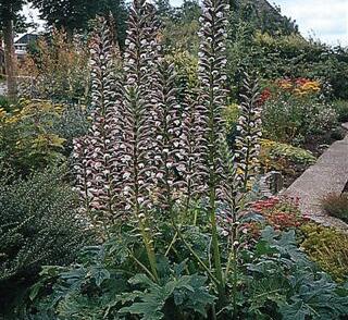 Paznehtník měkký 'Alba'