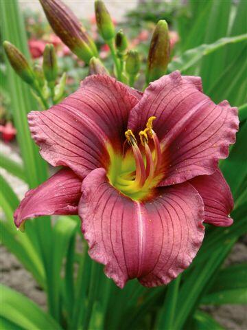 Denivka 'Little Grapette' - Hemerocallis 'Little Grapette'